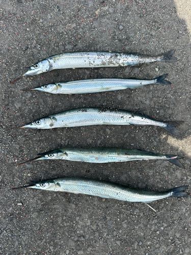 サヨリの釣果