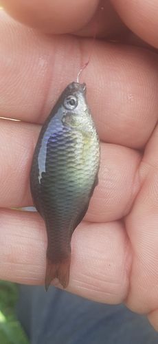 アブラボテの釣果