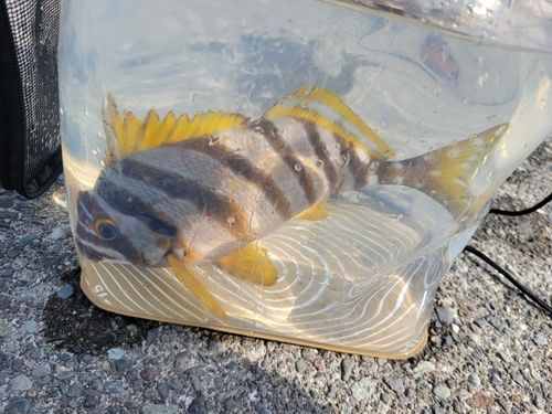 タカノハダイの釣果