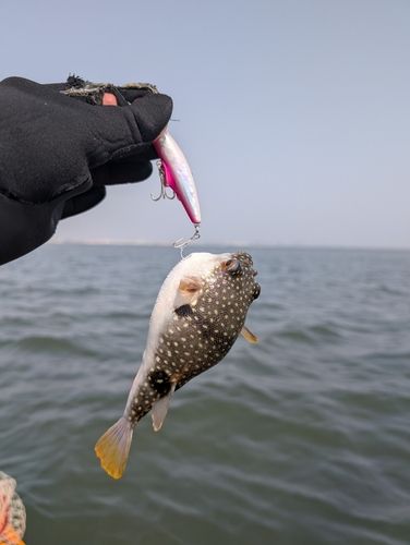 フグの釣果