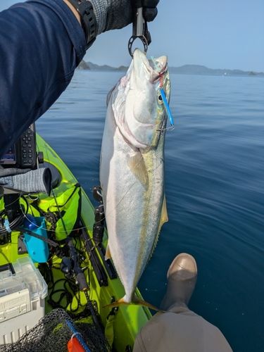 ヤズの釣果