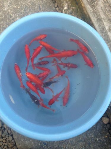 キンギョの釣果