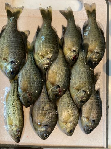 ブルーギルの釣果