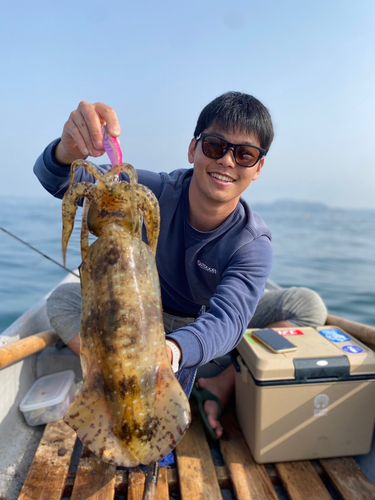 アオリイカの釣果