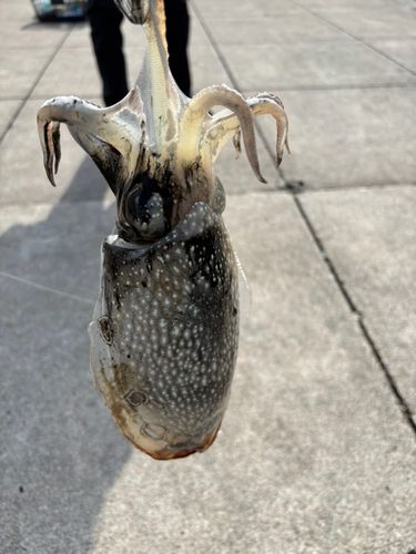 シリヤケイカの釣果