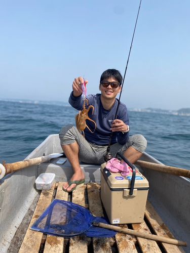 タコの釣果