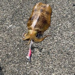 アオリイカ