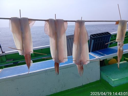 ヤリイカの釣果