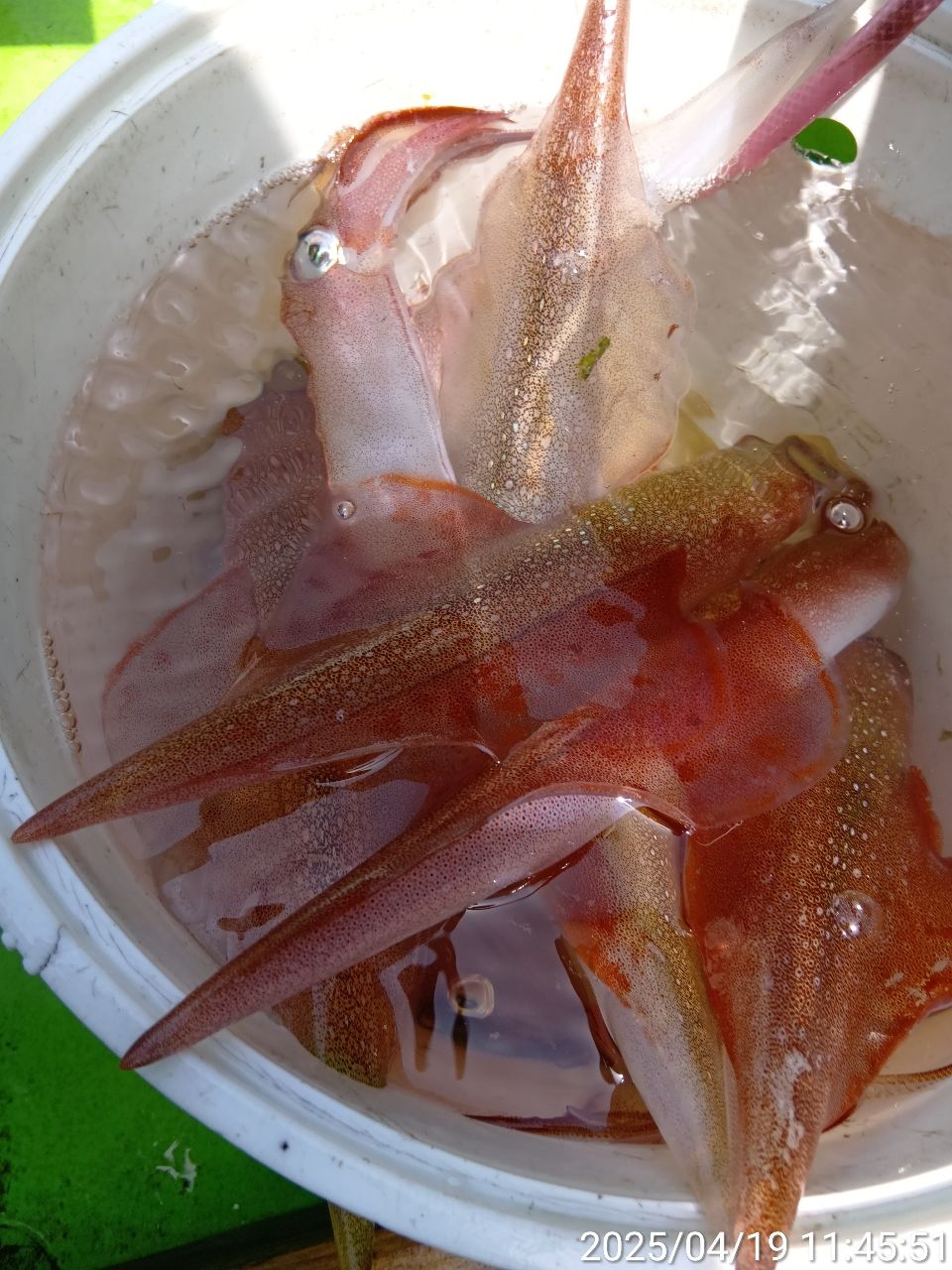 にゃんすけさんの釣果 2枚目の画像