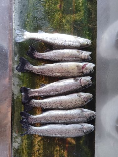 ニジマスの釣果