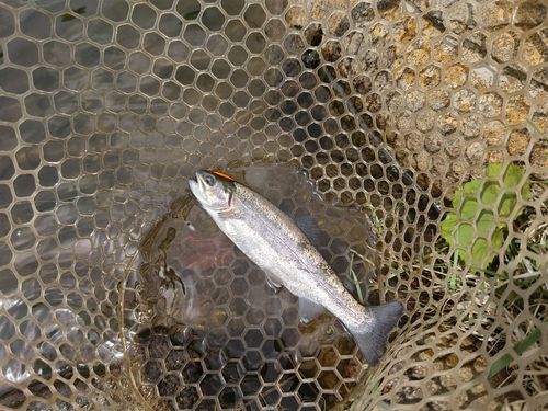 トラウトの釣果