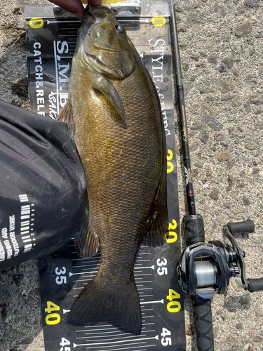 スモールマウスバスの釣果
