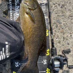 スモールマウスバス