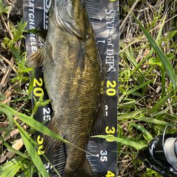 スモールマウスバス