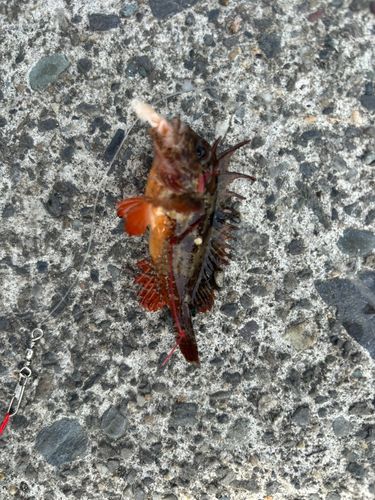 ハオコゼの釣果