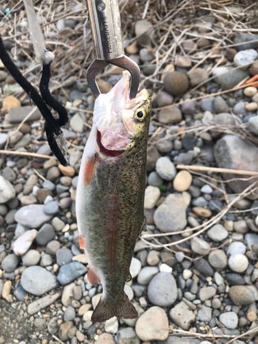 ニジマスの釣果