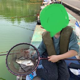 ヘラブナ