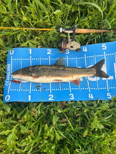 マルタウグイの釣果