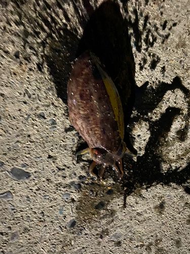 ハリイカの釣果