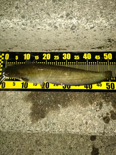 ナマズの釣果
