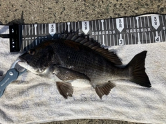 チヌの釣果