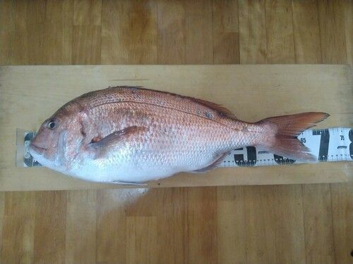 タイの釣果