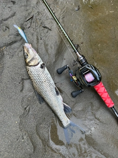 ニゴイの釣果