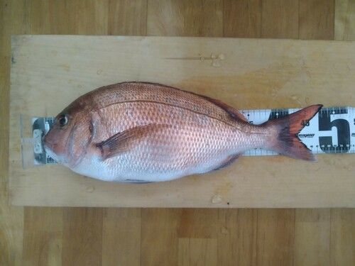 タイの釣果