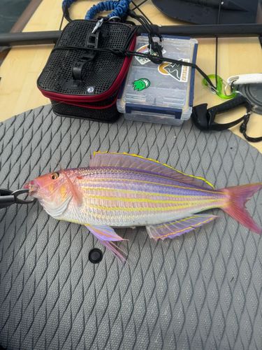 イトヨリダイの釣果