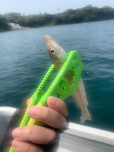 シロギスの釣果