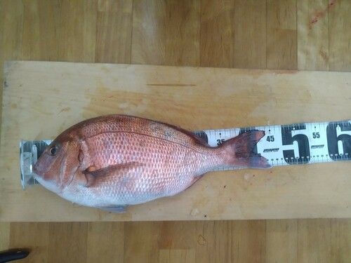 タイの釣果