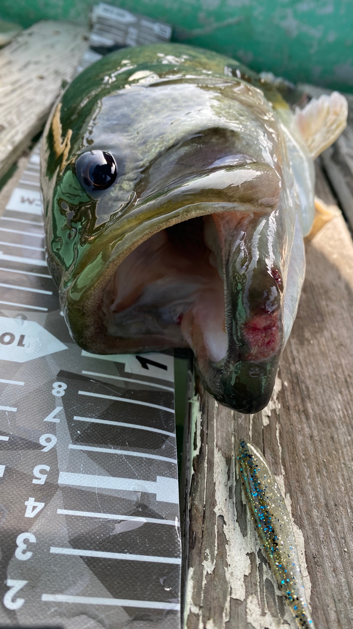SHIMANO 19スコーピオン 1752R-2の最安値・インプレ・釣果