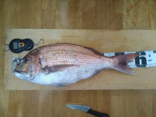 タイの釣果