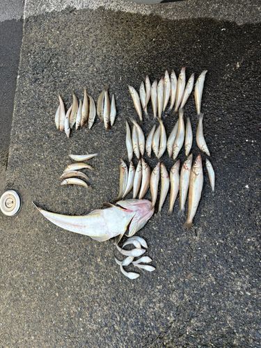 シロギスの釣果