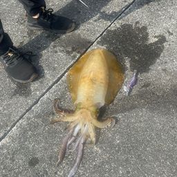 アオリイカ