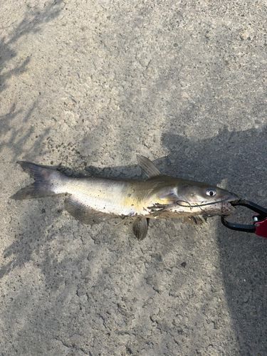 アメリカナマズの釣果