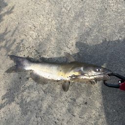 アメリカナマズ