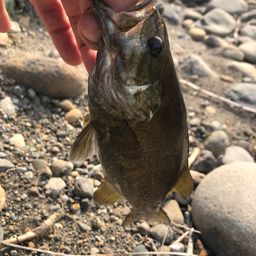 スモールマウスバス