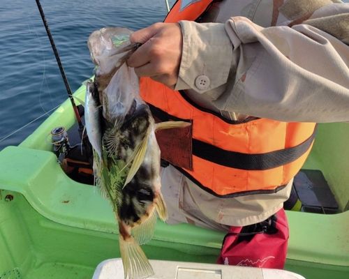 マトウダイの釣果