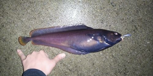 ドンコの釣果