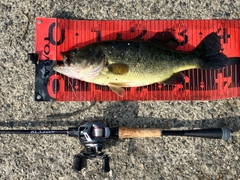 ブラックバスの釣果