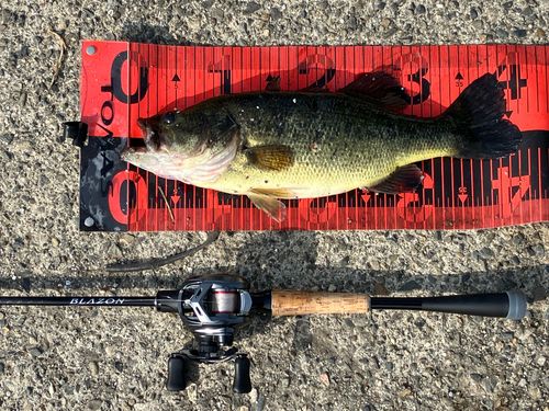 ブラックバスの釣果