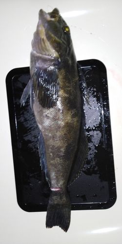 アイナメの釣果