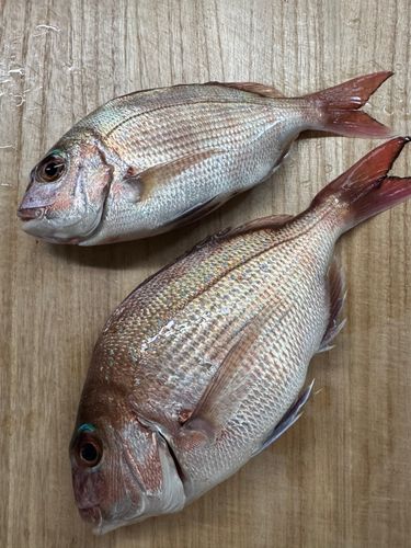マダイの釣果
