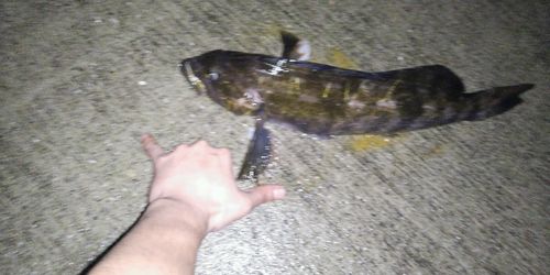 アイナメの釣果