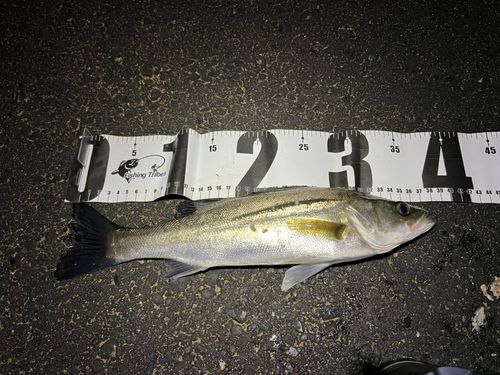 セイゴ（タイリクスズキ）