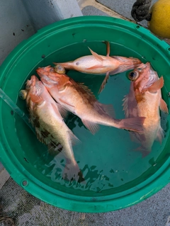 ウスメバルの釣果
