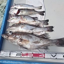 アラ