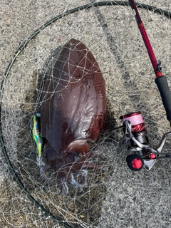 モンゴウイカの釣果