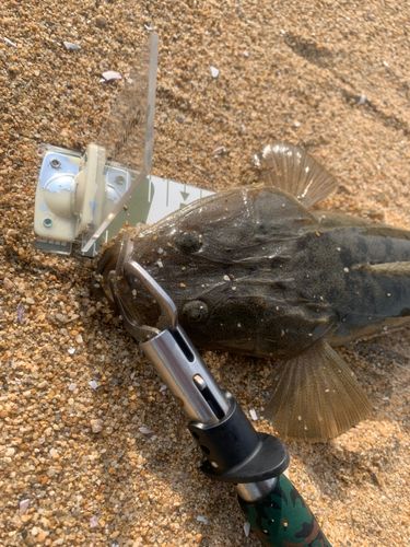 マゴチの釣果